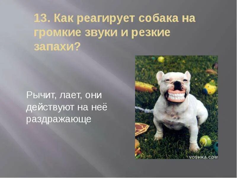 Звук на который реагируют собаки. Собака громко лает. Собака и громкие звуки. Собаки взаимодействуют. Реагирую на громкие звуки