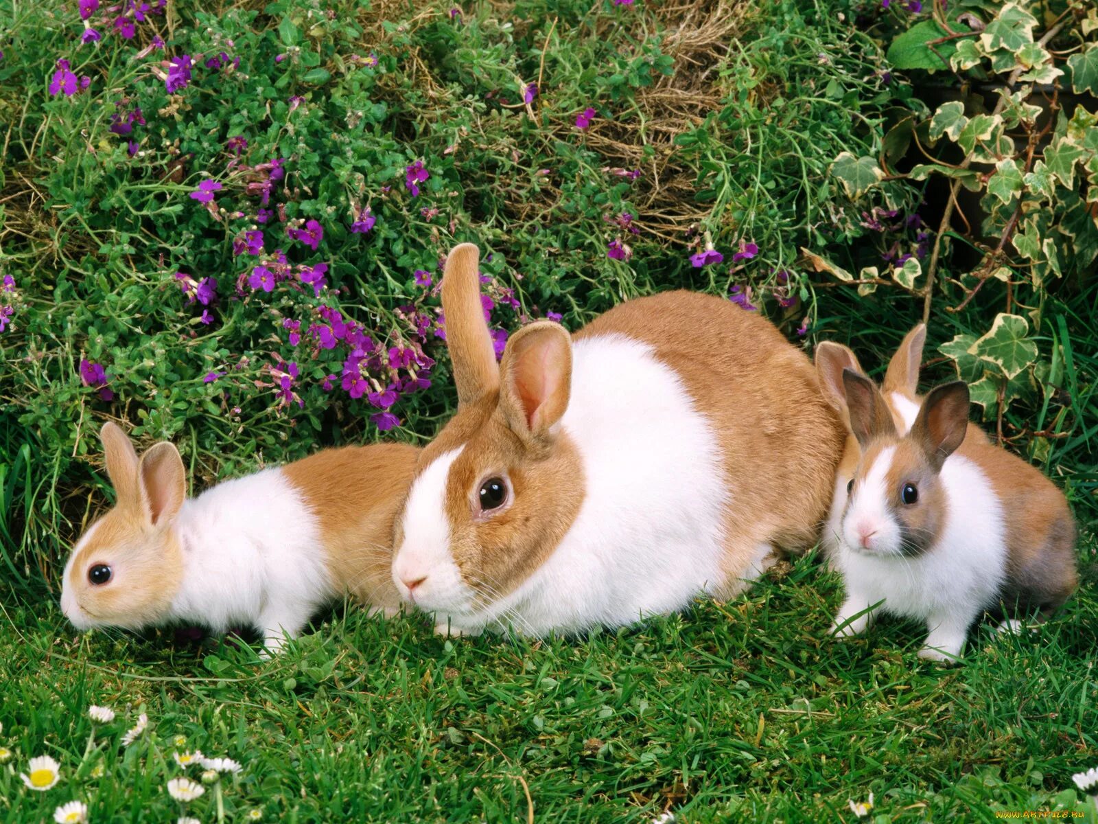 Домашние картинки. Домашние животные. Кролики и крольчата. Домашние животные кролики. Крольчиха с крольчатами.