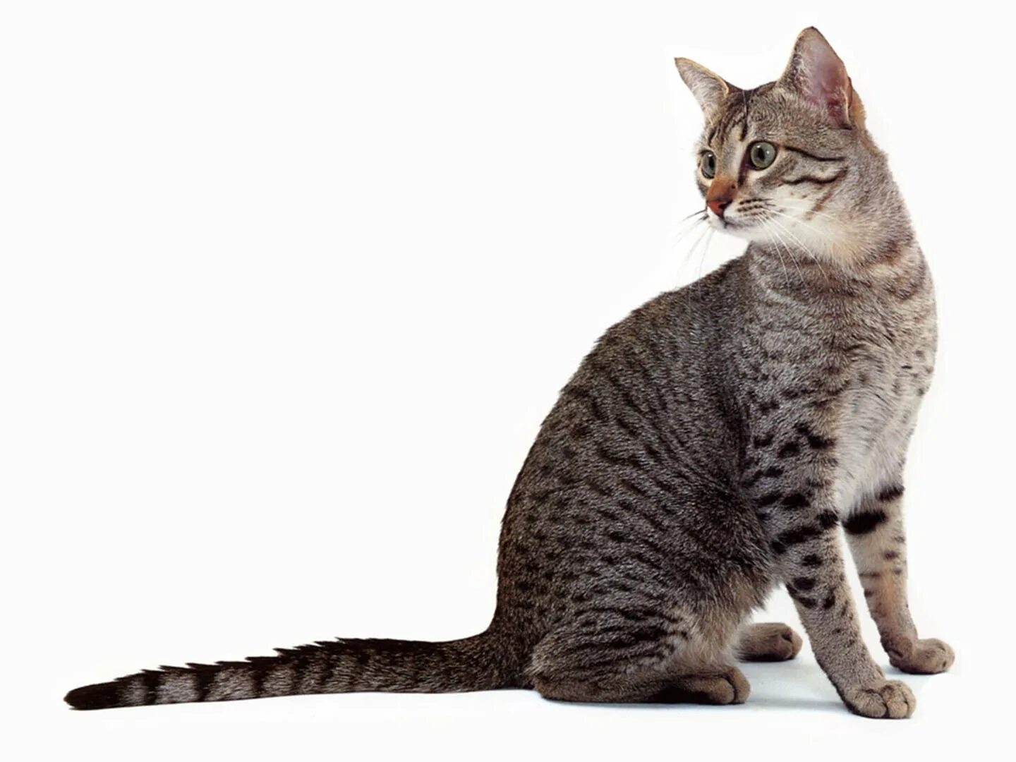 Кошка 1. Аравийский МАУ кошка. Египетская МАУ. Египетская МАУ бронзового окраса. Египетская МАУ И Ориентал.