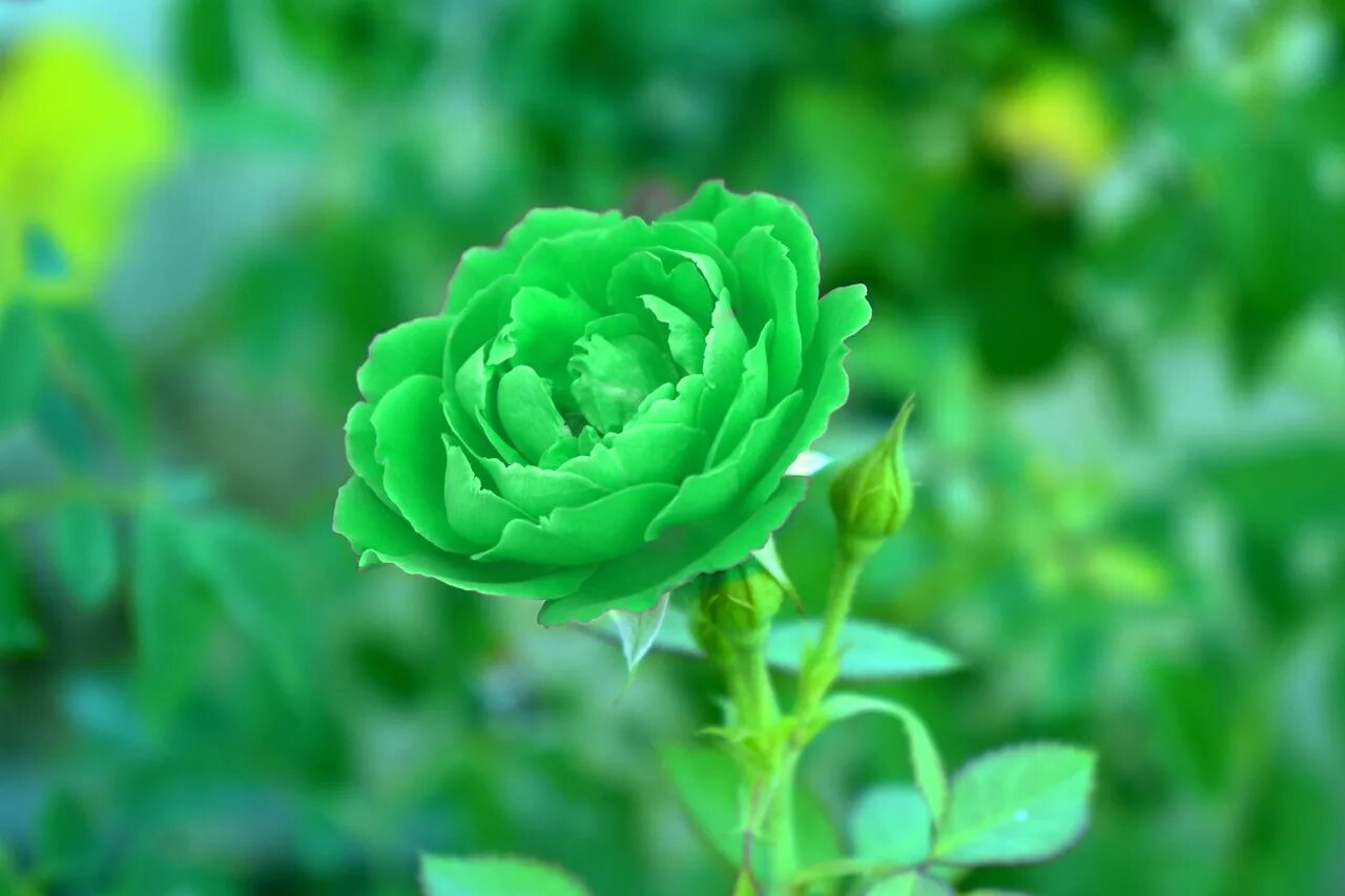 Is green and beautiful