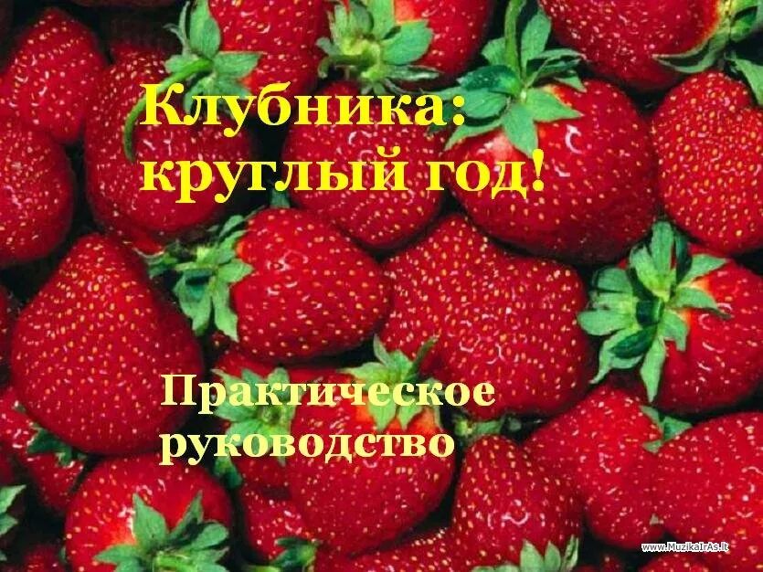 Земляника книга. Клубника и книги. Книги по выращиванию клубники. Учебник по разведению клубники. Зарубежные книги по выращиванию клубники.