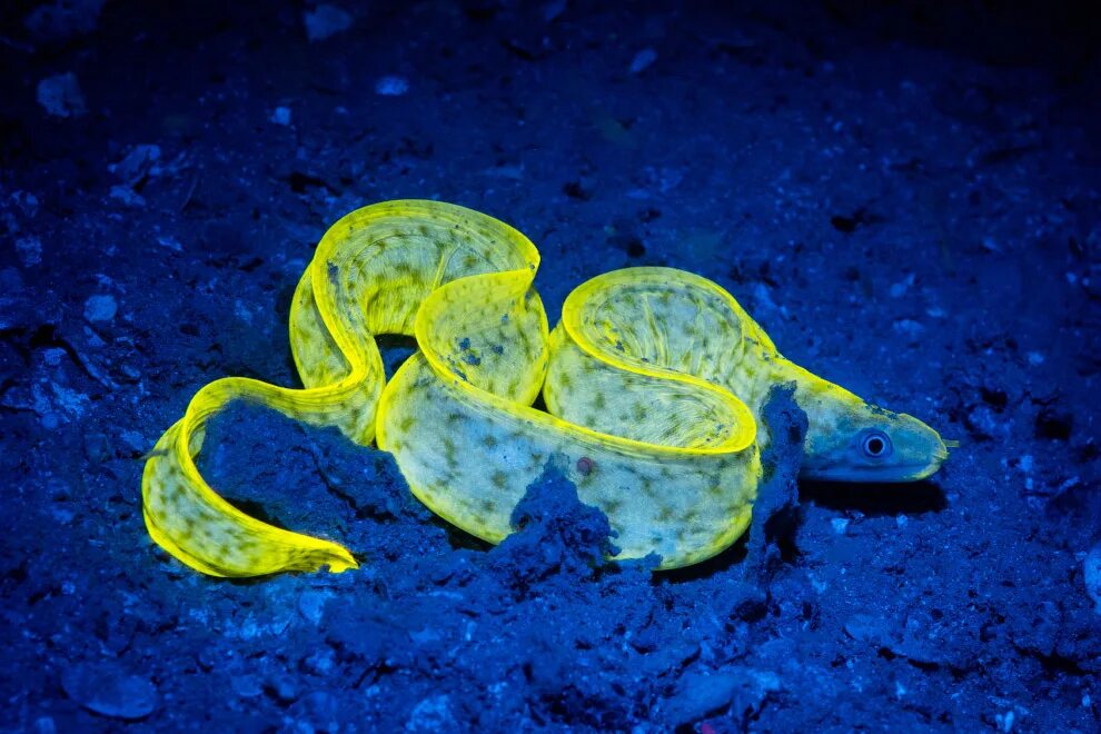 Ленточная мурена. Биолюминесценция креветки. Ленточная мурена Мальдивы. Биолюминесцентные морские обитатели.