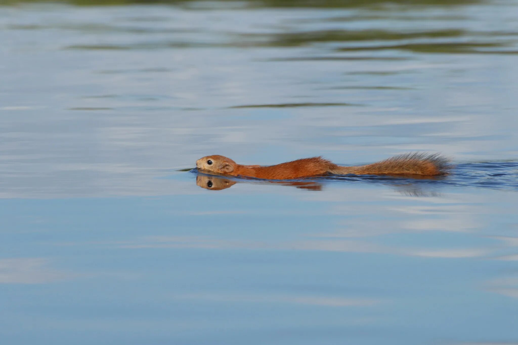 Белки белки воды воды. Белка плывет. Белка плавает. Ласка плавает. Речная белка.