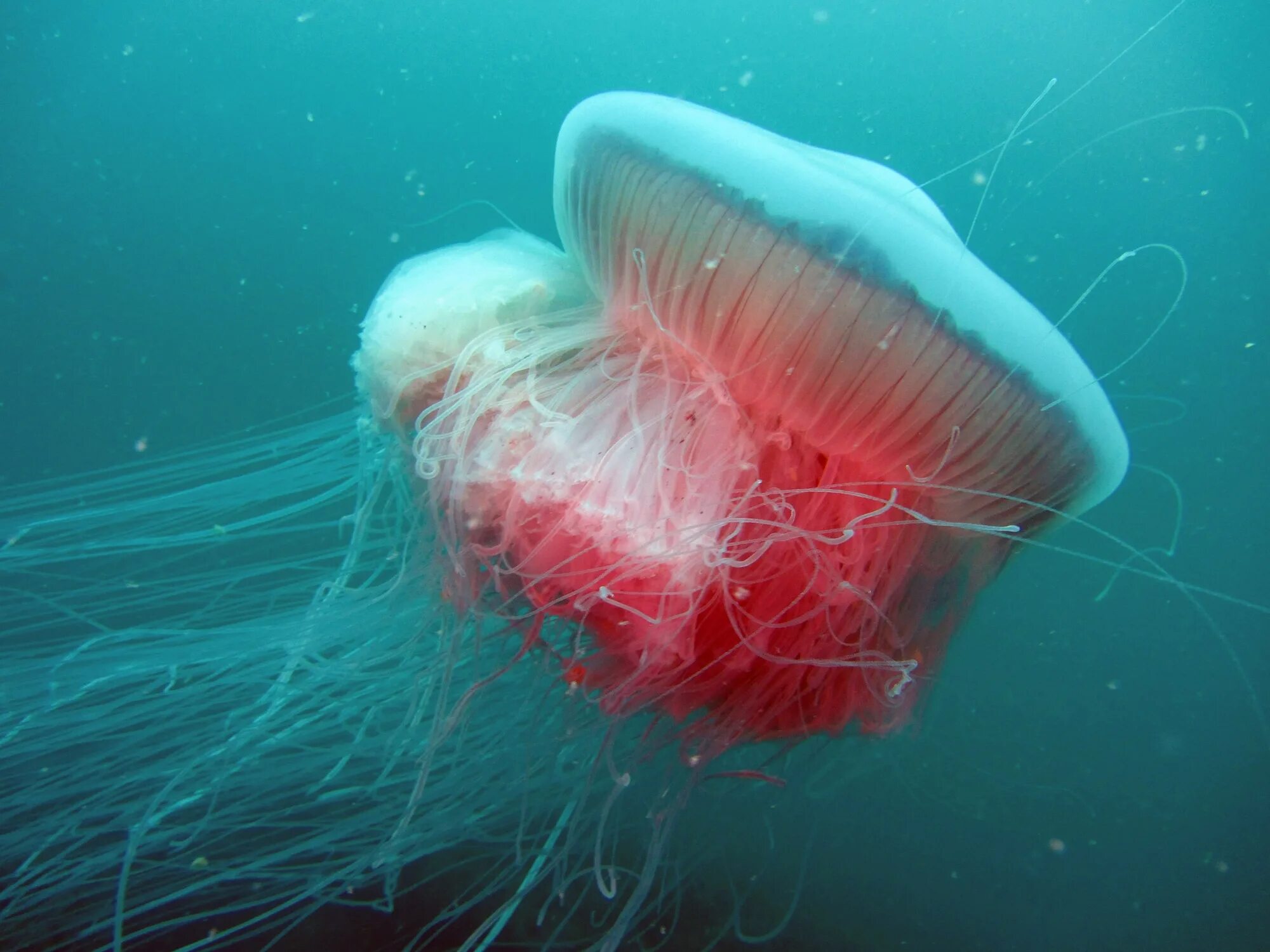 Чем опасны медузы. Медуза волосистая цианея. Арктическая медуза цианея. Медуза цианея гигантская. Сцифоидные цианея.