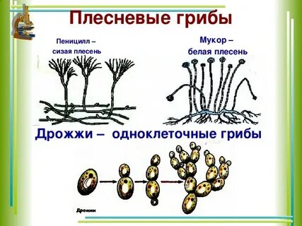 Плесневые грибы мукор и пеницилл