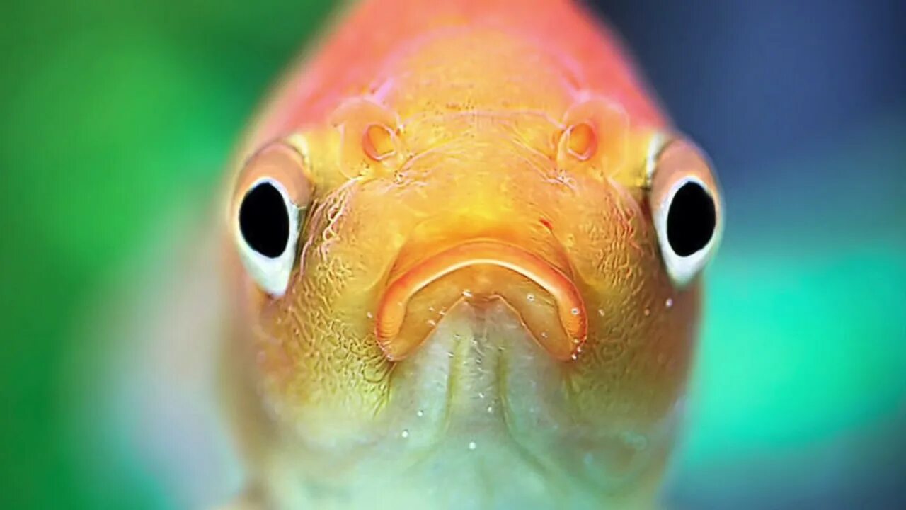 Рыбка поньо корабли. Рыбка поньо. Рыбка понял. Рыбка поньо на утесе 2. Рыбка понял.