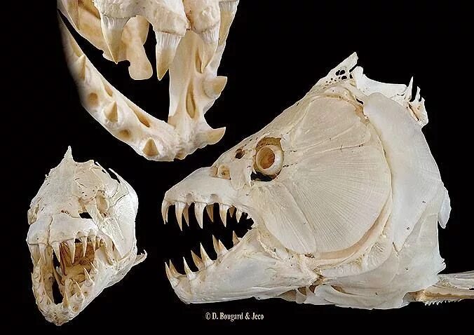 Pin by Tommi Kasurinen on // Bones Fish skeleton, Fish bone, Fish
