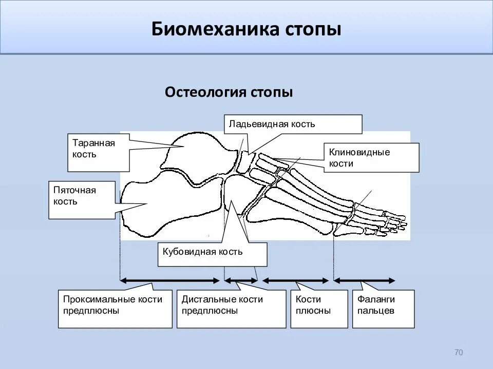 Движение стопы. Биомеханика таранно ладьевидного сустава. биомеханика стопы. биомеханика движений стопы. биомеханика стопы человека.