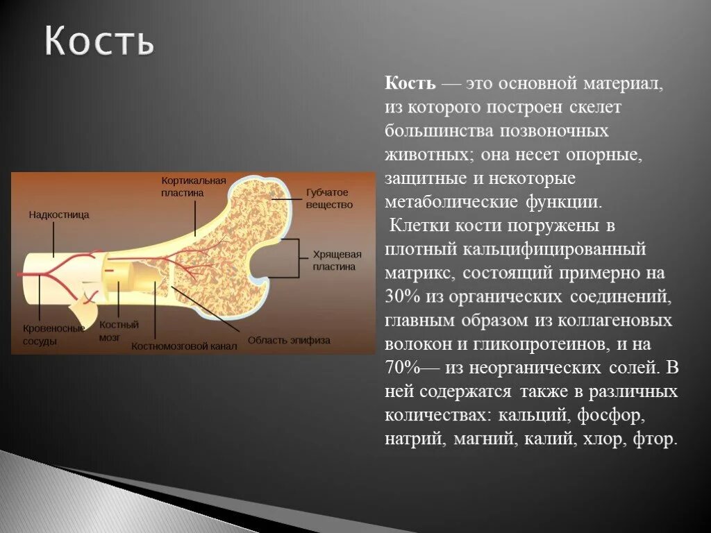 Кость. Кости определение. Кость это кратко.