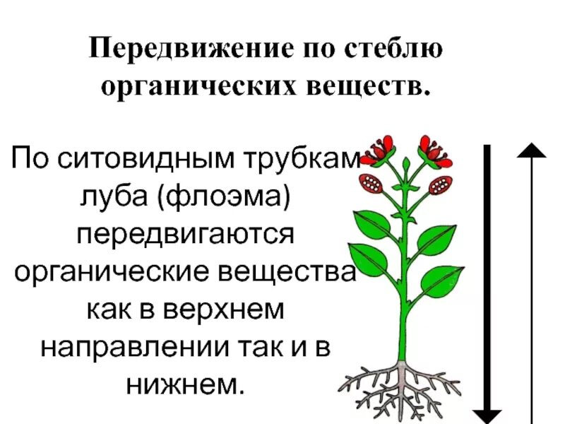 Схема передвижения питательных веществ по растению. Передвижение по стеблю органических веществ. Передвижение веществ у растений. Передвижение органических веществ в растении. Лабораторная работа по биологии передвижение воды