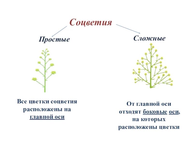 Простые и сложные соцветия. Соцветия 6 класс биология. Просто и сложное соцветие. Простые и сложные соцветия 6 класс.