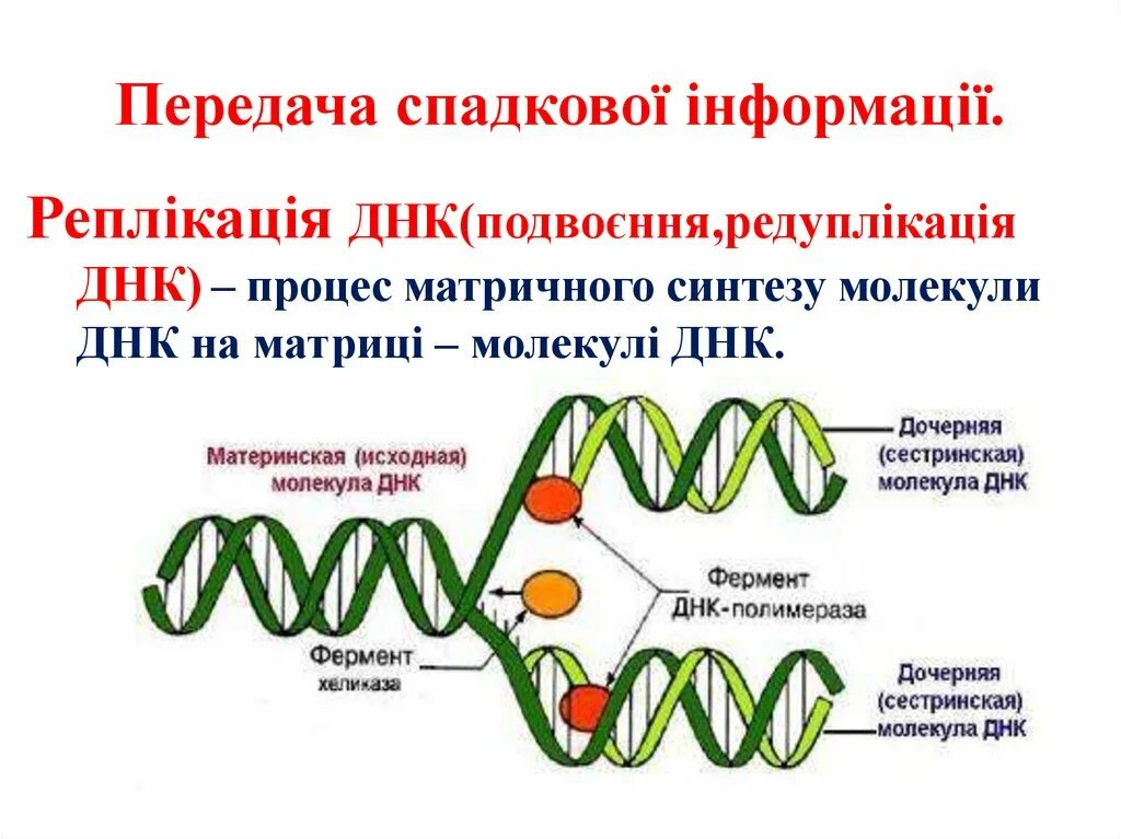 Образование дочерних днк. Реплікація ДНК. Молекула ДНК. Материнская ДНК. Материнская и дочерняя ДНК.