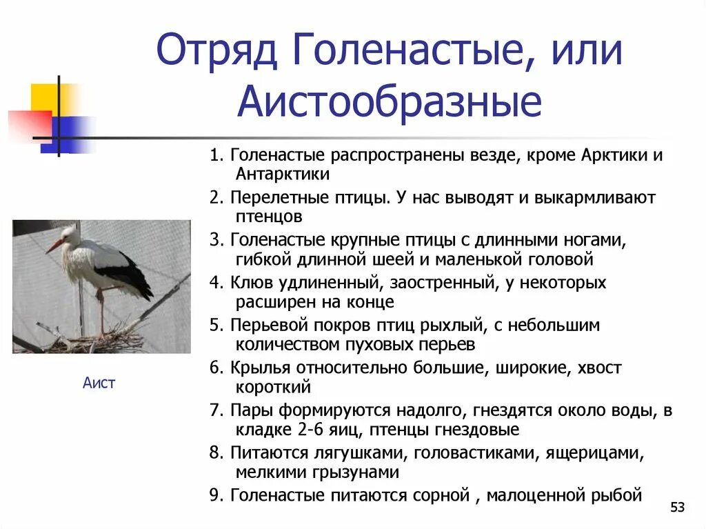 Класс птицы образ жизни. Аистообразные характеристика. Голенастые птицы характеристика. Отряд Аистообразные общая характеристика. Характерные признаки отряда Аистообразные.