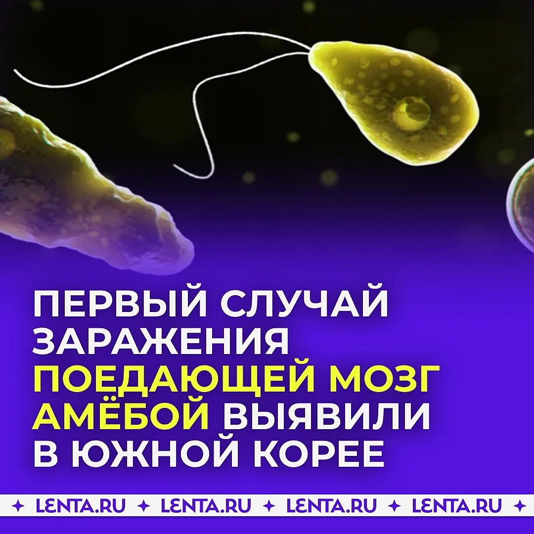 Неглерия циста. Неглерия фоулера распространение. Амеба поедающая мозг где обитает. Амеба поедающая мозг где обитает. Амеба поедающая мозг где обитает.