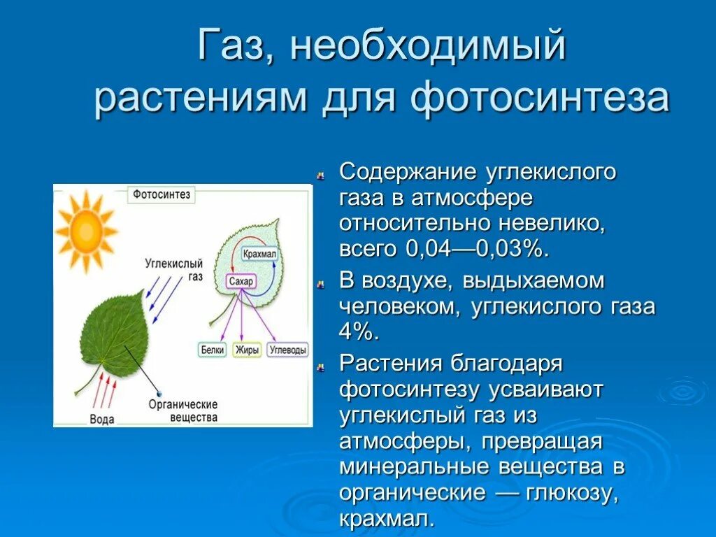 Фотосинтез углекислый. Углекислый газ необходим растению для. углекислый газ фотосинтез. фотосинтез растений. для фотосинтеза необходим углекислый газ.