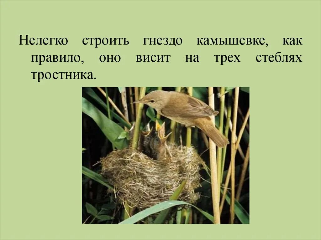 Найди информацию о птицах которые строят гнезда. Птица строит гнездо. гнёзда птиц презентация. птицы которые строят гнёзда в почве. как строить гнездо.