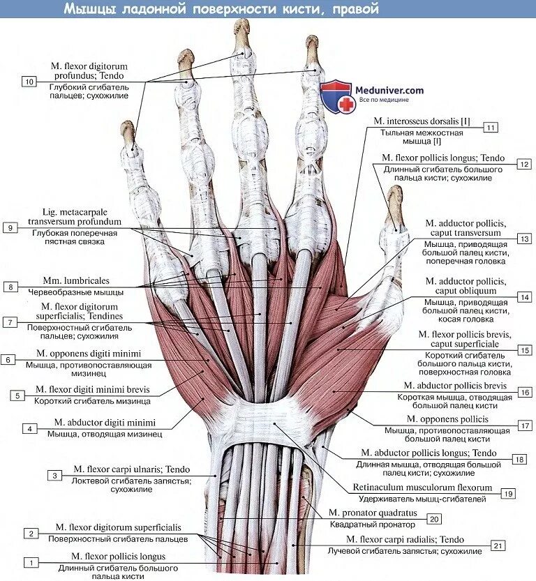 Связки на руке. Сухожилия сгибателей кисти анатомия. Мышцы кисти ладонная поверхность. Мышцы кисти руки человека анатомия. Сгибатели пальцев кисти анатомия.
