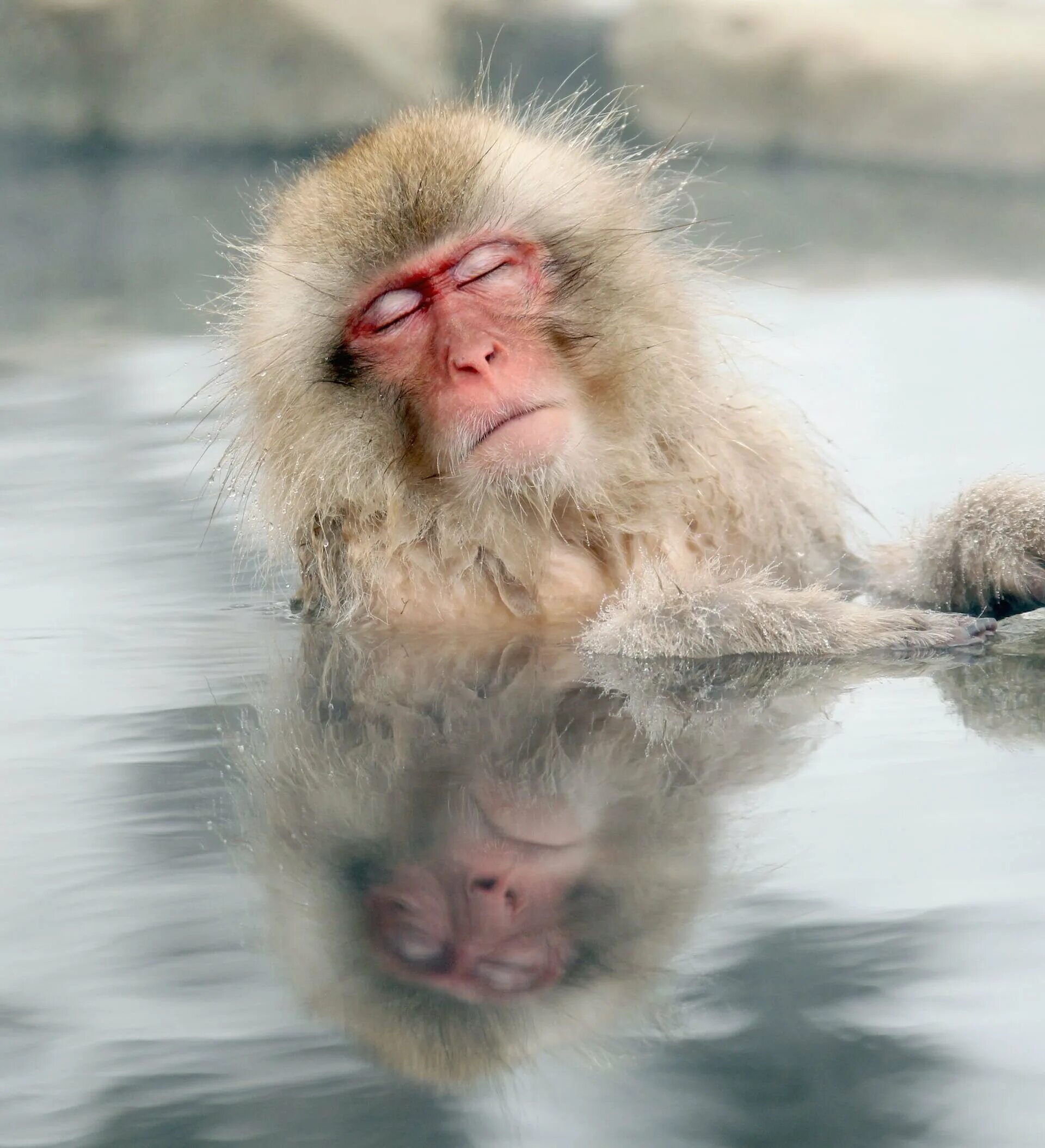 Японские макаки в горячих источниках. Японские обезьяны. Обезьяны в термальных источниках. Обезьянки в горячем источнике. Купание обезьяны в теплой все песни