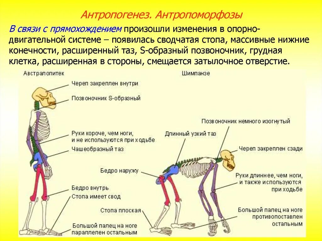 С прямохождением у человека появилась. Приспособления скелета человека к прямохождению. Скелет человека. С прямохождением. Приспособления к прямохождению у человека. Приспособления позвоночника к прямохождению.