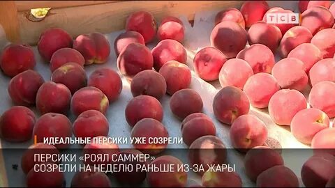 Когда созревают персики