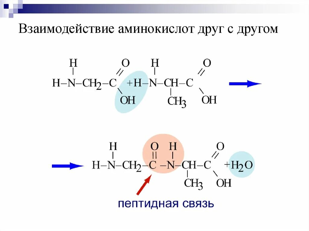 Образование полипептидной связи. Образование пептидной связи между аминокислотами реакция. Реакция соединения аминокислот. Соединение аминокислот. Реакция образование пептидной связи между 2 аминокислотами.