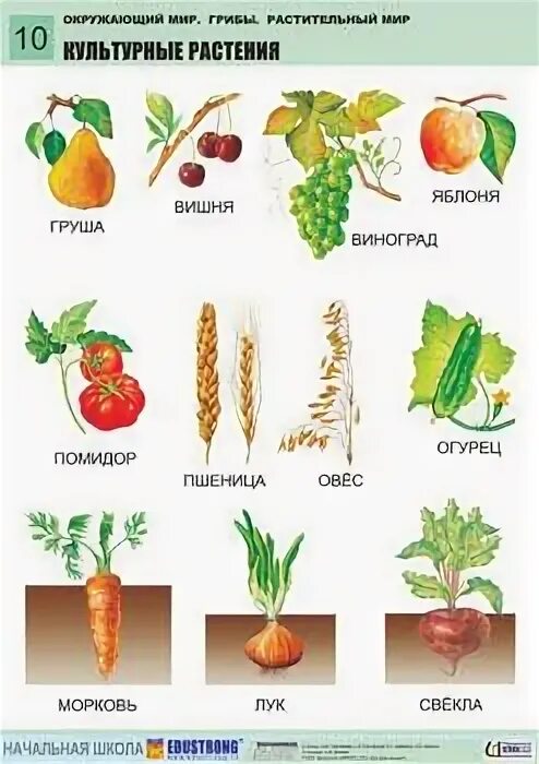 Культурные примеры. Культурные примеры