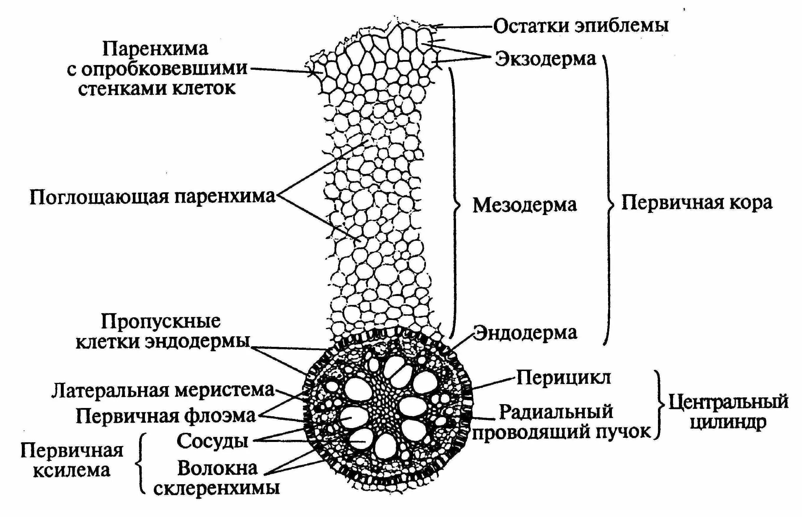Экзодерма