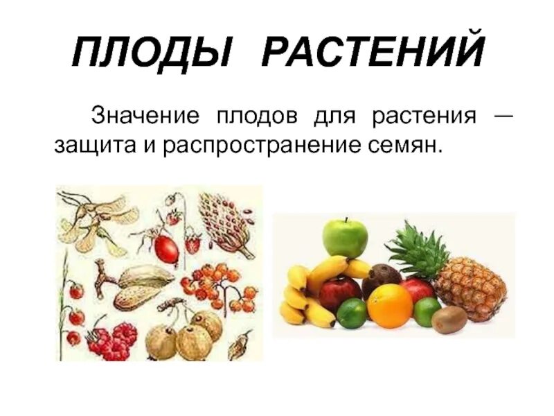 Плоды растений презентация. Плоды презентация. Разнообразие плодов в природе. Разнообразие плодов и их роль в природе. Каково значение семенных растений в природе