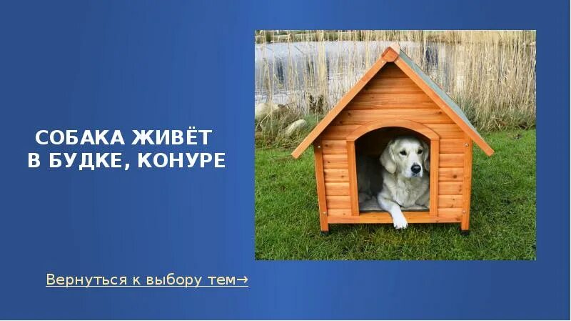 В императорском саду живет собака глава 6. Будка для собаки. Собака живет в будке. Собака с конурой. Собака живет в конуре.