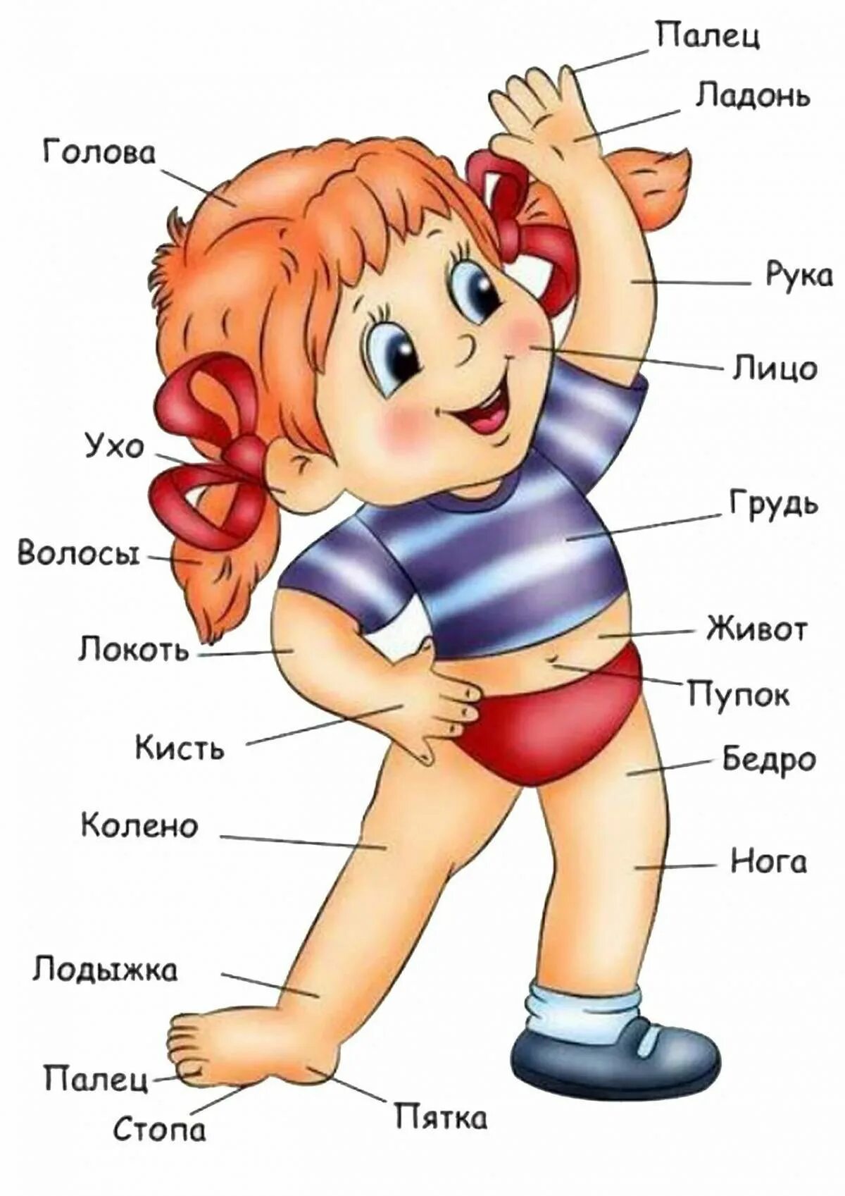 Человек 1 класс. Части тела человека для детей. Части тела для дошкольников. Части тела человека для детского сада. Человек для изучения частей тела.