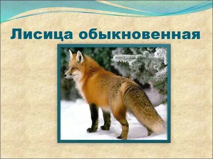 Систематическая категория лисицы