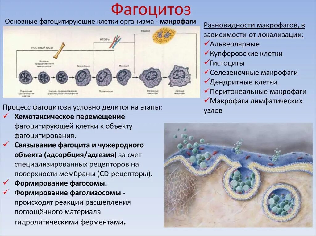 Фагоцитоз лейкоцитов. Фагоцитоз клетки осуществляющие фагоцитоз. Процесс фагоцитоза.