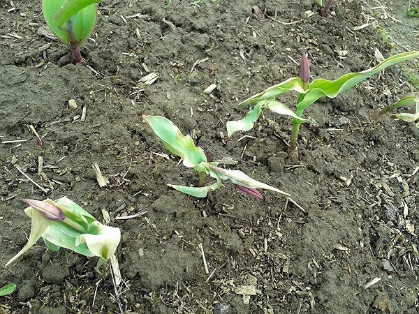 Листья тюльпанов едят. Что есть у тюльпана. Кто ест листья тюльпанов весной. Медовка которая ест тюльпаны. Кошка съела тюльпан