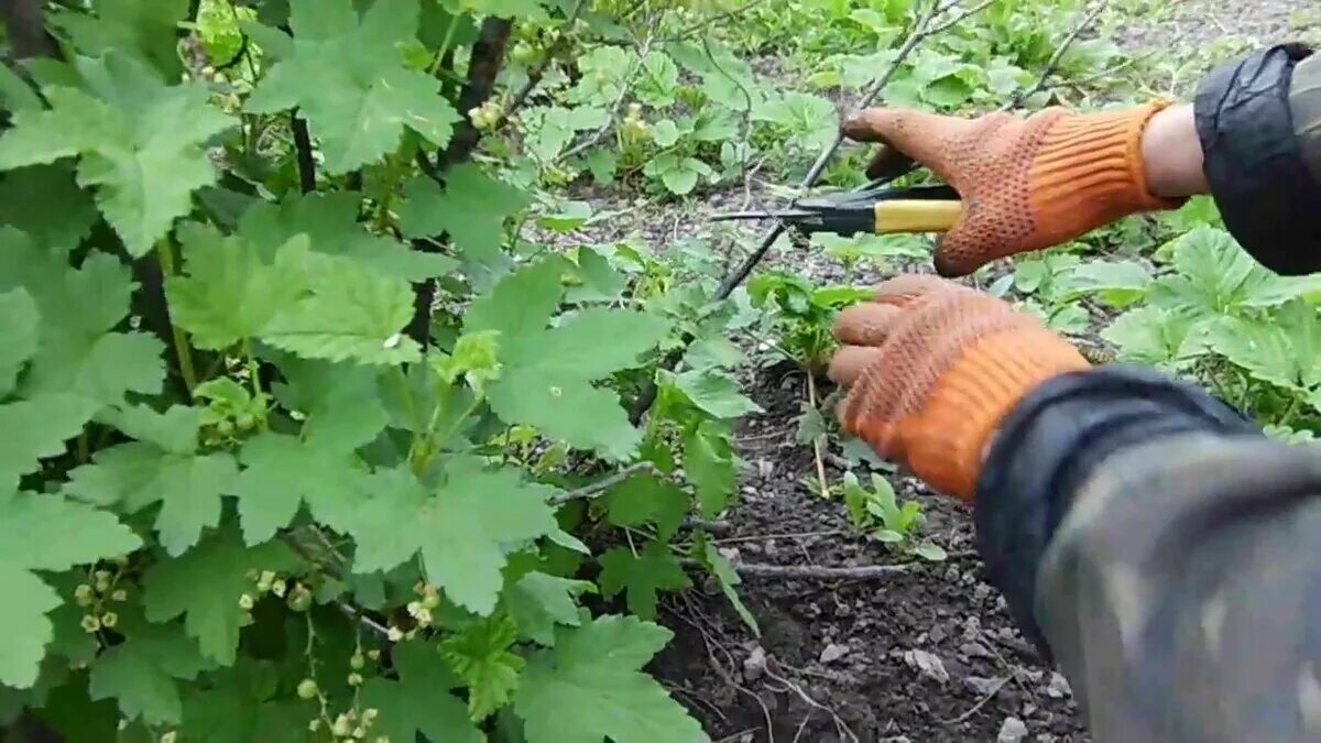 Надо ли срывать. Смородина куст. Куст смородины обрезка. Обрезка ягодных кустарников. Обрезать смородину.