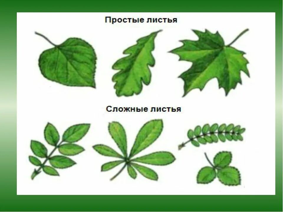 Простые листья могут быть. Край листовой пластинки клена. Сложные листья. Простые листья. Просто и сложный лист.