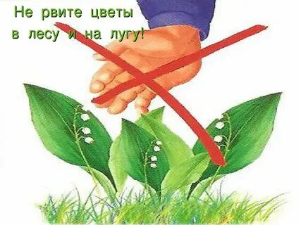 Не рви цветов не надо