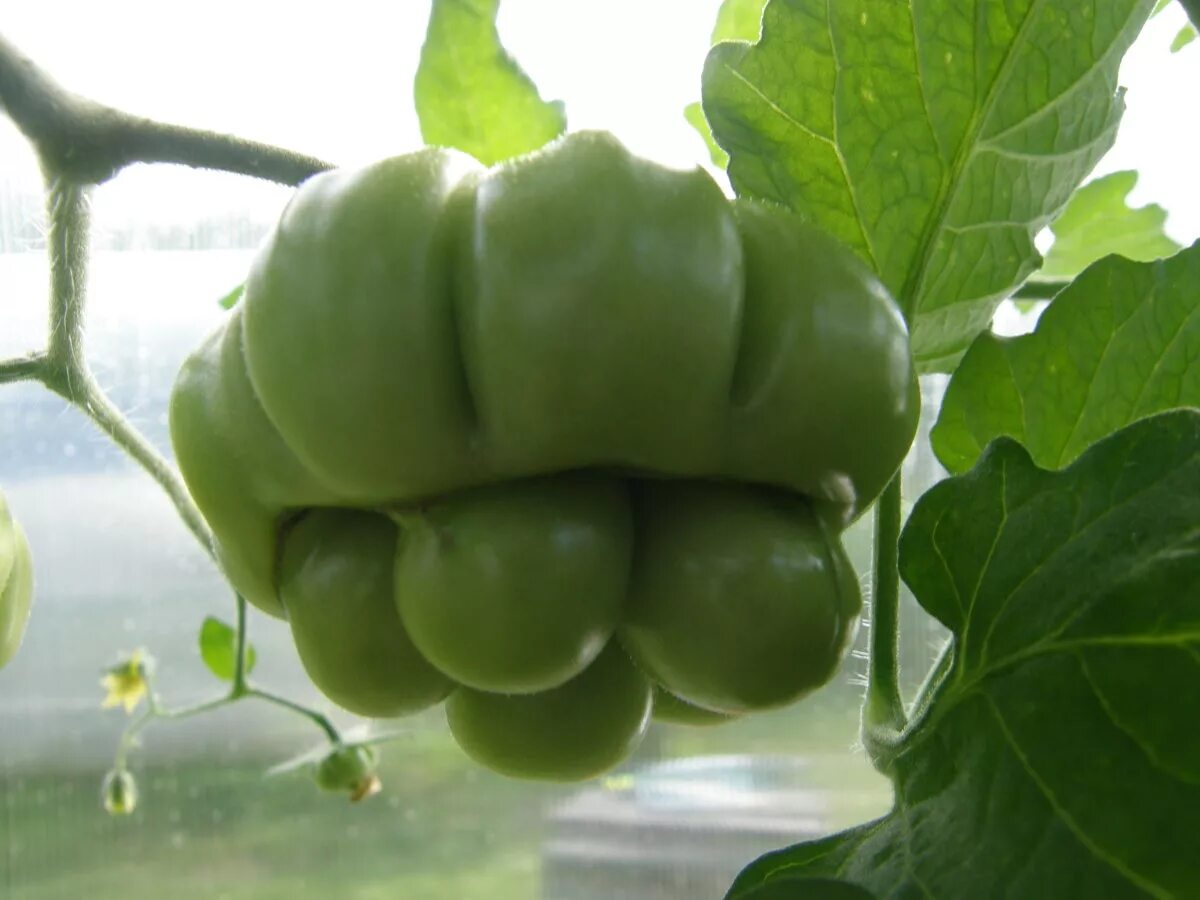 томат чесночный сибирский сад. чесночный томат рейсотомат. томат чесночный сиб сад. томат чесночный 20шт (сиб сад). томат чесночный характеристика.