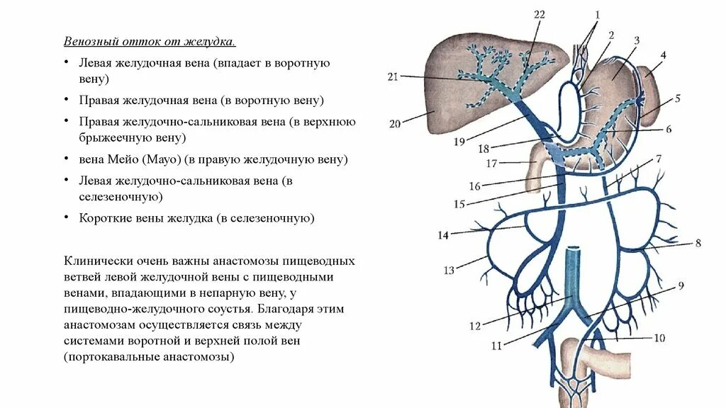 Кровоснабжение печени анатомия воротная Вена. Венозный отток желудка анатомия. Анастомозы вен портокавальные. Воротная Вена печени и анастомозы. Сосуд собирающий кровь от органов брюшной полости