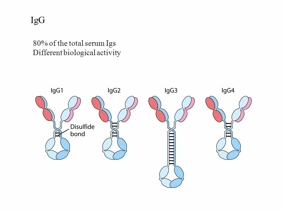 Four second. Иммуноглобулин g4 (igg4). Igg1 igg2 igg3 igg4. Подклассы иммуноглобулина g. Строение иммуноглобулина g.