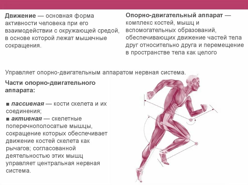 Какие движения происходят. Опорно двигательный аппарат. Ода опорно двигательный аппарат. Опорно двигательный аппарат у детей. Мышцы опорно двигательного аппарата.