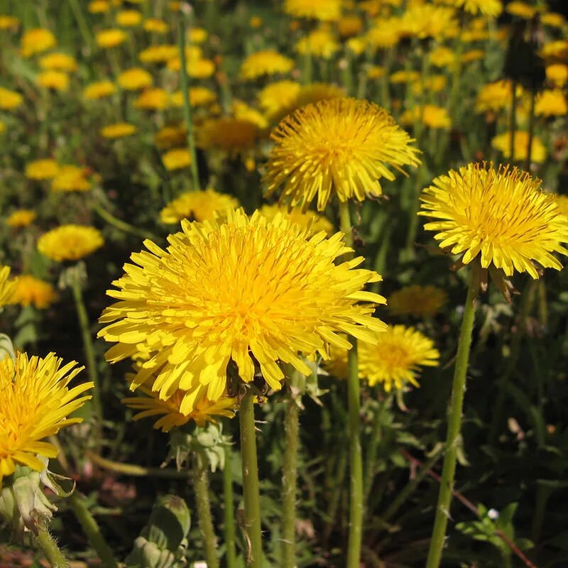 одуванчик многолетнее. семейство сложноцветные одуванчик. одуванчик многолетнее. S. одуванчик фото.
