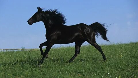 Радий конь