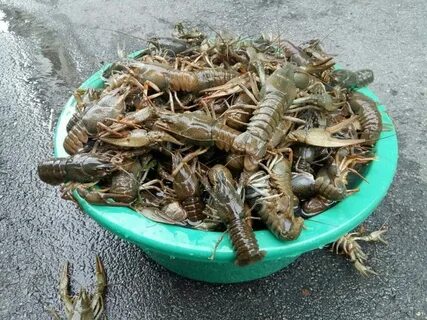 Раки рядом