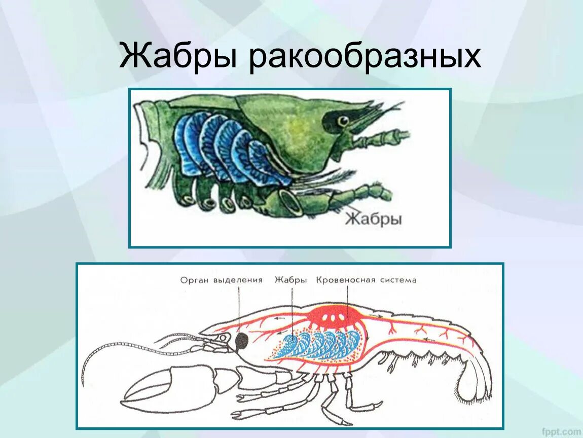 Каким органом дышит речной рак. Дыхательная система ракообразных. Система дыхания ракообразных. Класс ракообразные дыхательная система. Органы дыхания ракообразных.