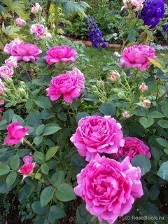 Rose noble