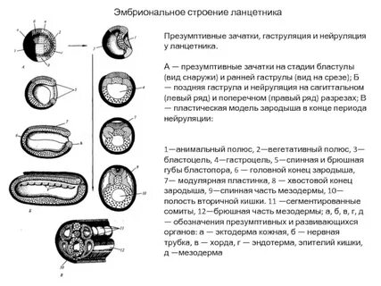 Характеристики структур эмбриона
