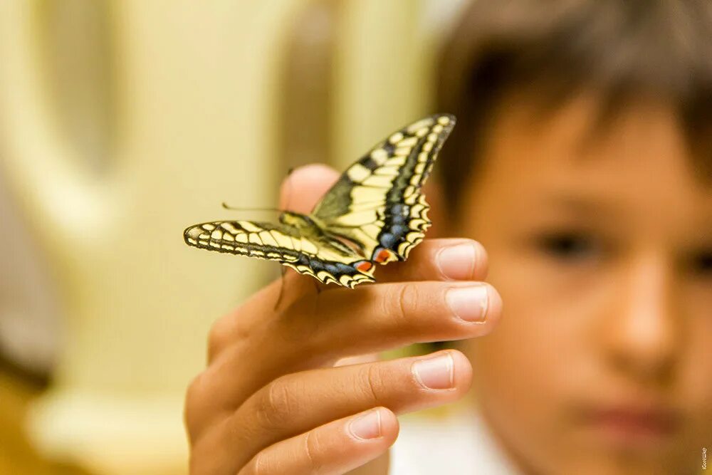 Балисонг трюки. Нож бабочка крутить. Как пользоваться бабочкой видео. Трюки балисонг нож бабочка. Как пользоваться бабочкой видео.