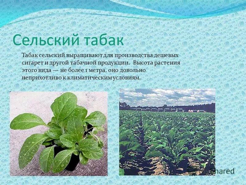 Табак высота растения. Где растет табак в России. Районы выращивания табака. Трава выращивают табак.