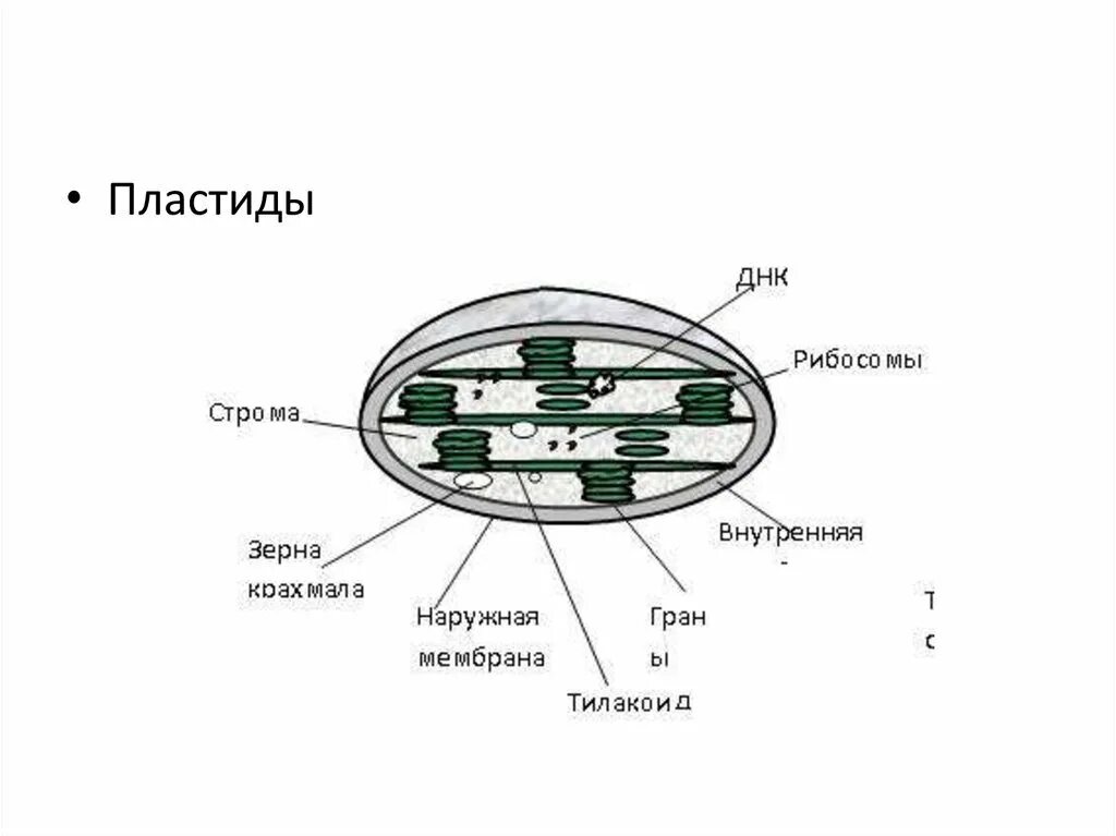 Красные хлоропласты. Пластиды хлоропласты строение рисунок. Пластиды хлоропласты строение. Строение клетки пластиды рисунок. Пластиды схематический рисунок.