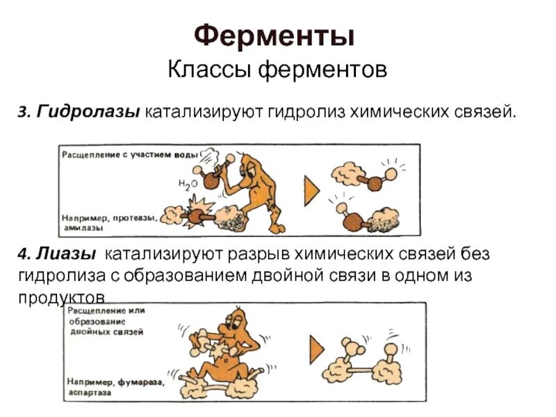 Классы ферментов. Классы ферментов биохимия. 6 Классов ферментов. Ферменты класса гидролаз. Класс гидролаз